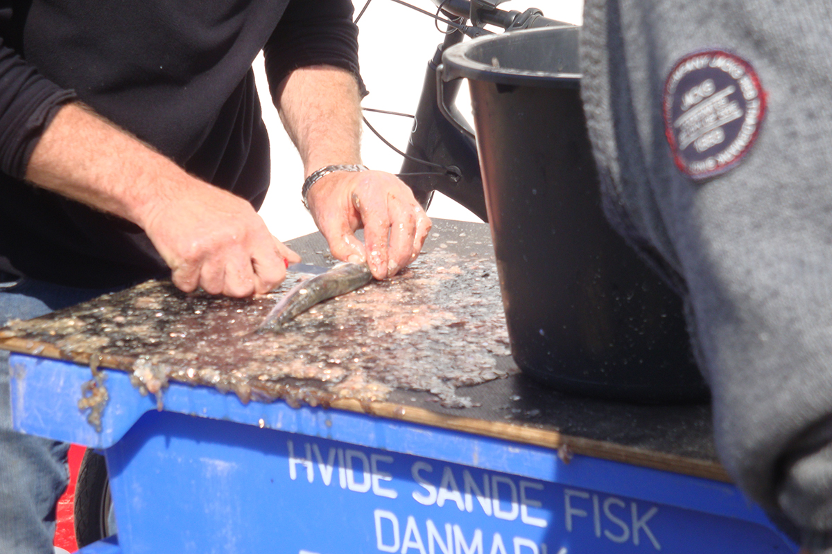 Fischreinigung in Hvide Sande